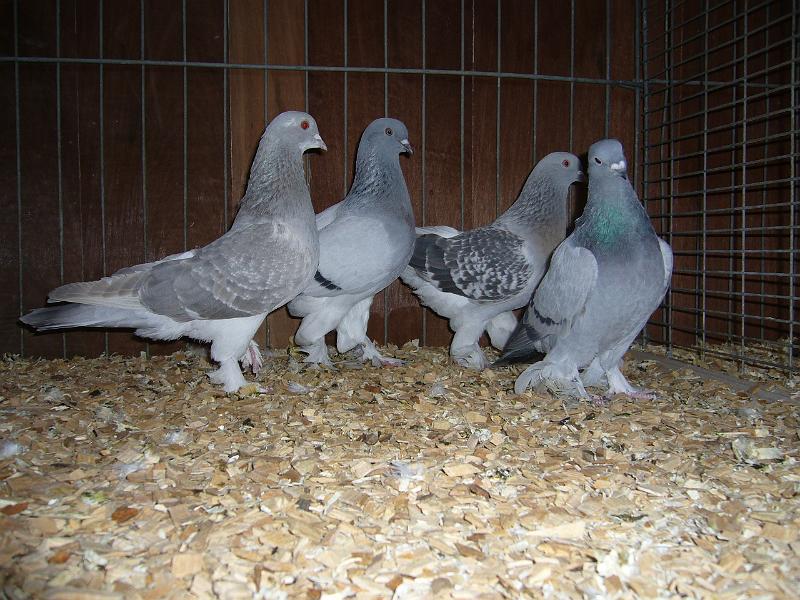 Ortsschau Langenberg 2008 190.jpg - Takla Tauben von Michael Millentrup